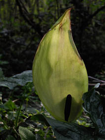 Arum maculatum